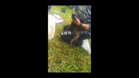 Perro afectado - Salento, Quindío