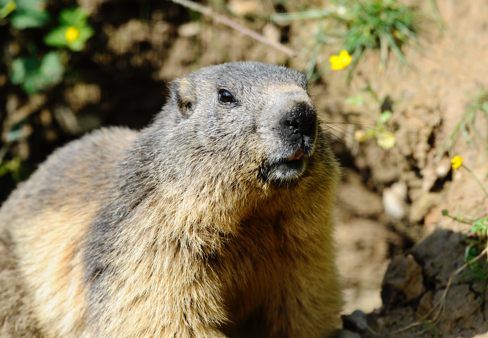 Peste bubónica en personas que comieron carne de marmota en China