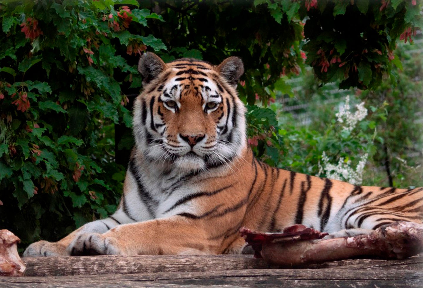 Tigre
