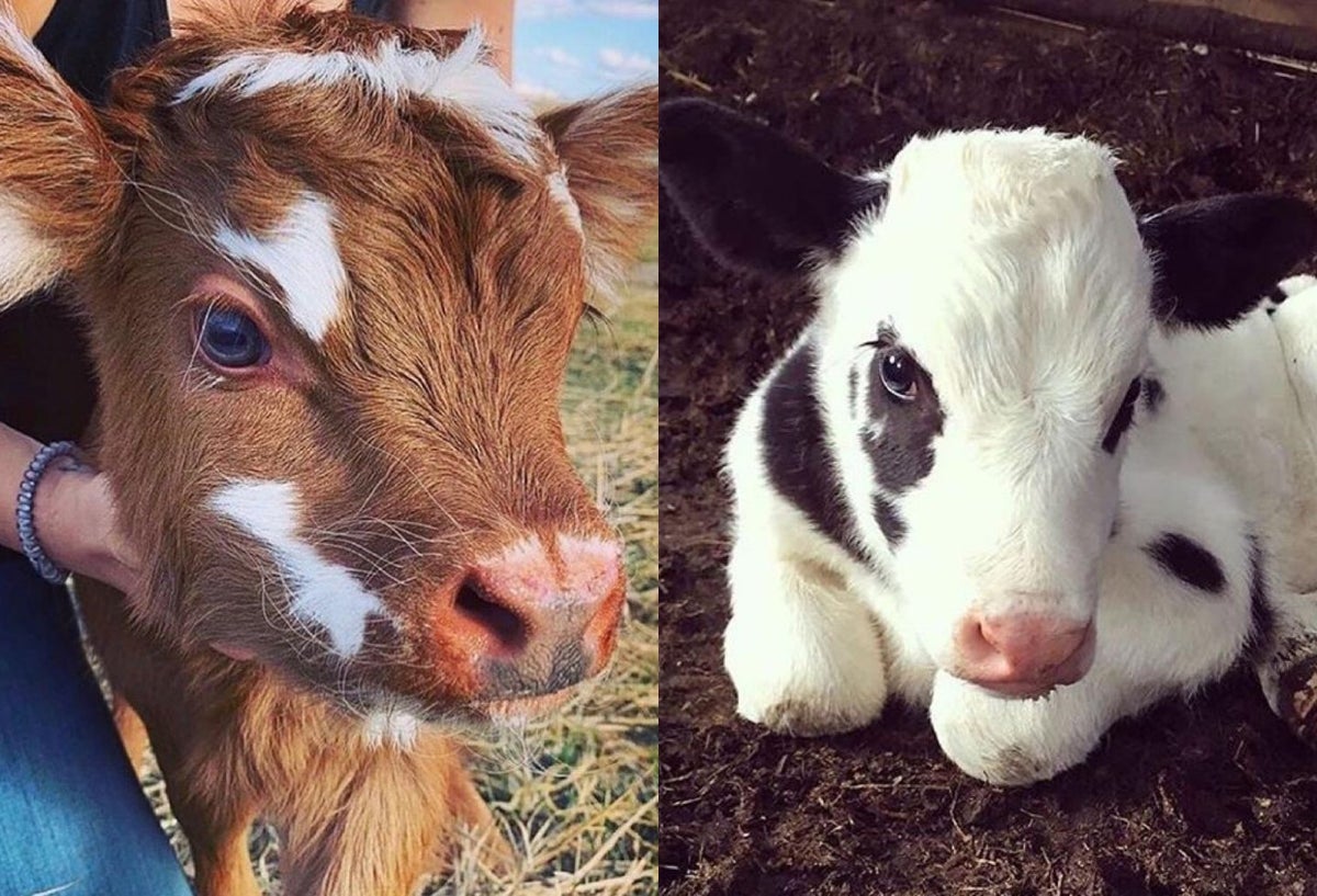 Vacas de peluche