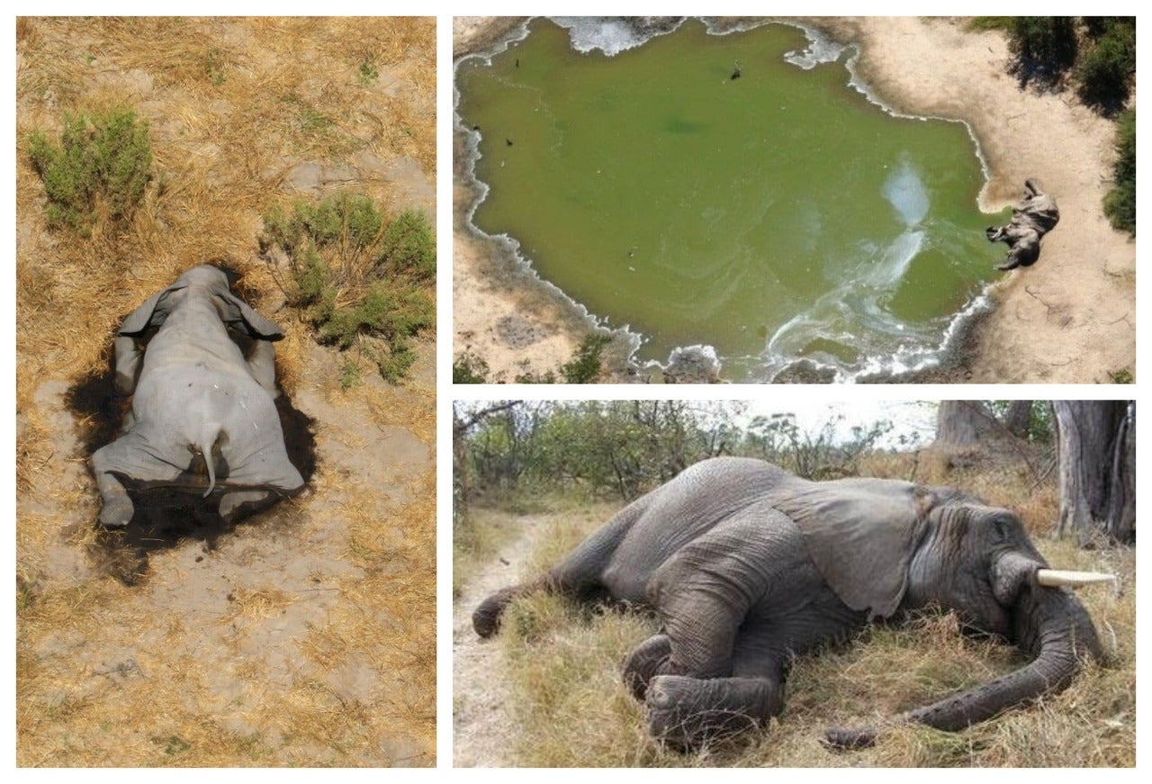Muerte de elefantes en Botswana
