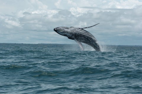 Ballenas jorobadas
