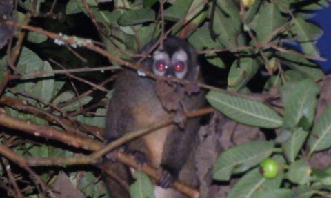 Las autoridades piden respetar a estos animales que pocas veces son observados