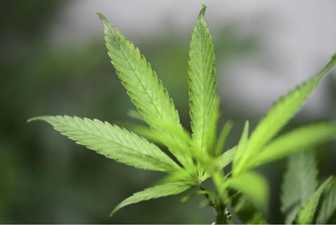 Cultivo de cannabis medicinal.