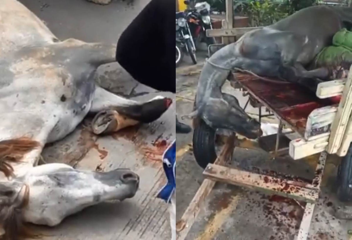 Caballo sacrificado en Barranquilla