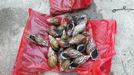 Caracol africano.