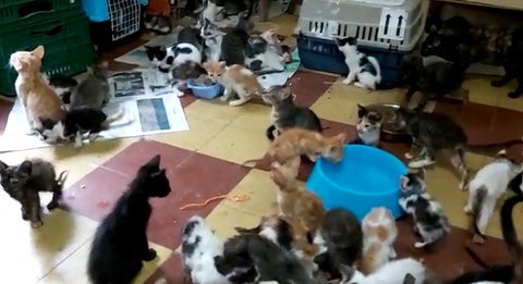 La mayoría de ellos presentaban síntomas de desnutrición