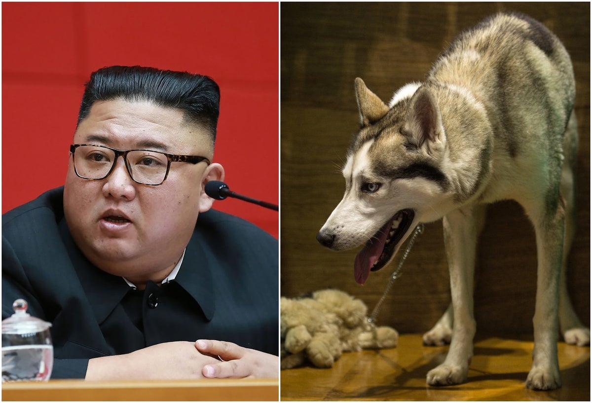 Kim Jong ordena que los perros en la capital de Corea del Norte sean confiscados