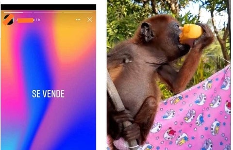 Así era comercializado el mono aullador.