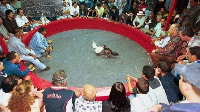 La indisciplina de algunas personas que son más constantes, se destacan las peleas de gallos, fiestas de 15 años y celebraciones familiares