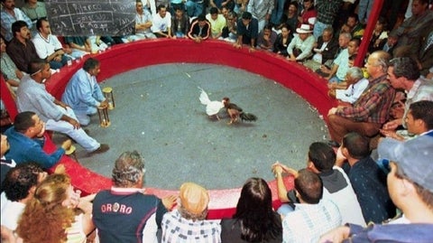 La indisciplina de algunas personas que son más constantes, se destacan las peleas de gallos, fiestas de 15 años y celebraciones familiares