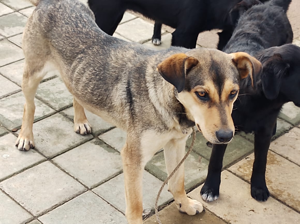 Perros abandonados.