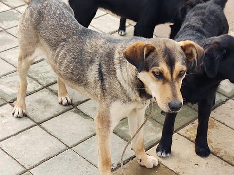 Perros abandonados.