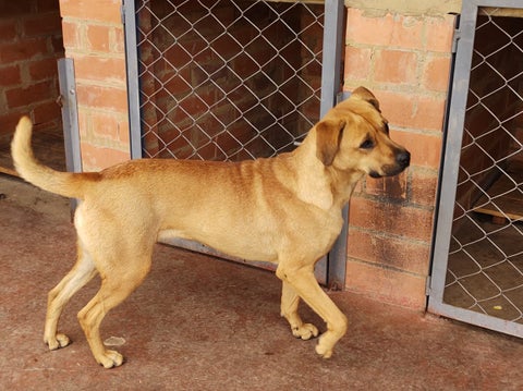 Perros abandonados.