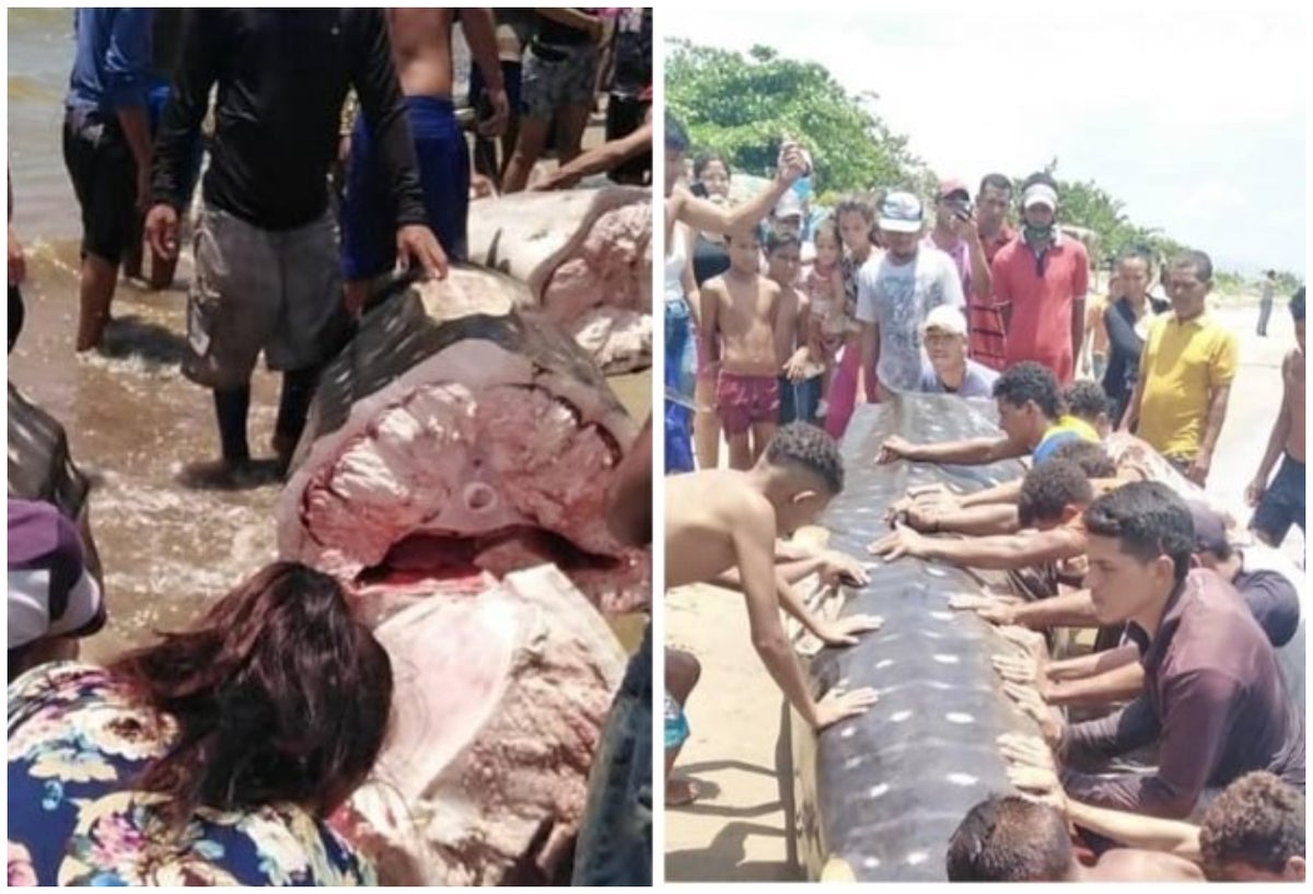 Pescadores descuartizaron un tiburón ballena con sevicia