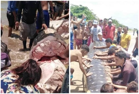 Pescadores descuartizaron un tiburón ballena con sevicia
