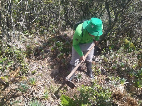 Fenómeno de El Niño: Humboldt se opone a la reforestación en esta época del año