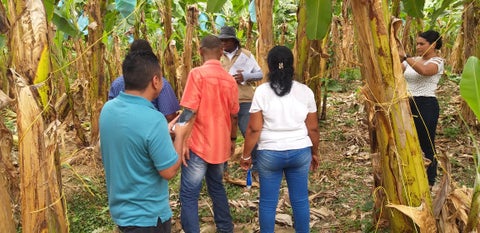 Referencia restitución de tierras en el Urabá antioqueño.
