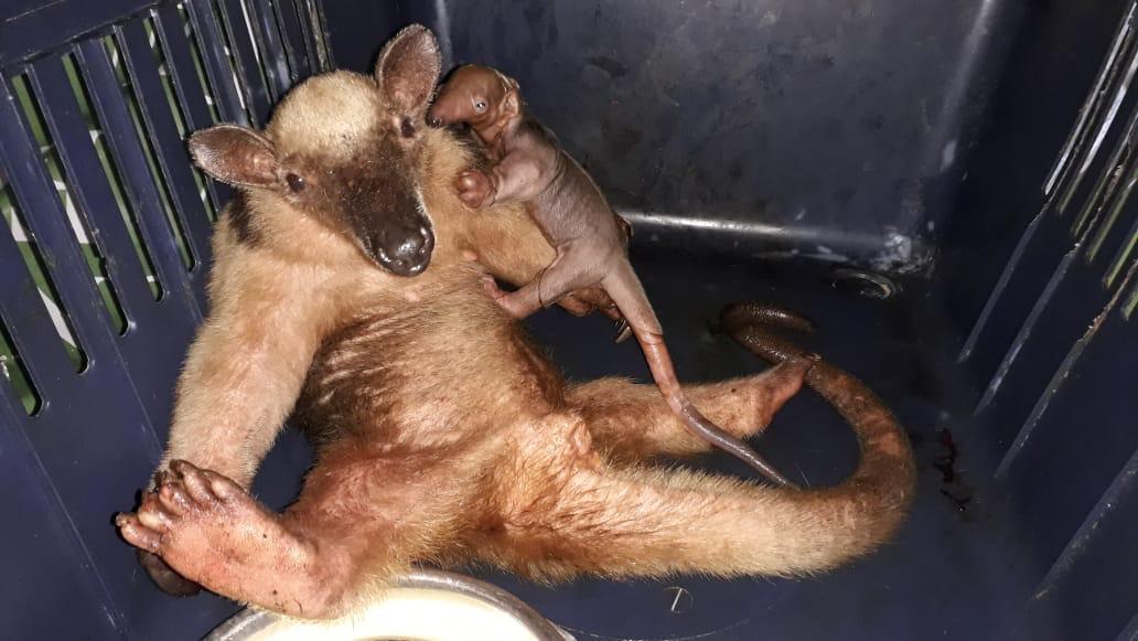 Oso hormiguero Tamandua mexicana.