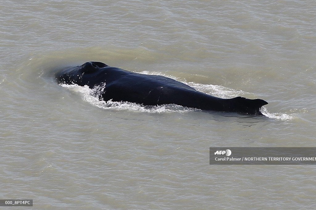 Ballenas