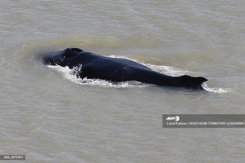 Ballenas