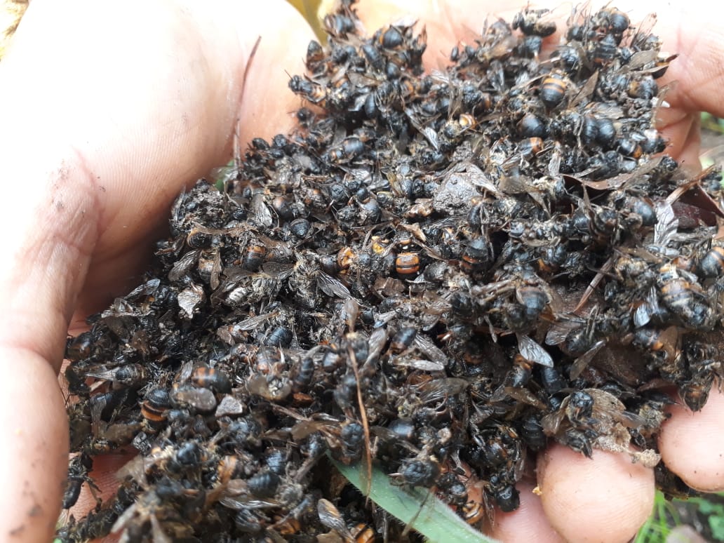 Abejas muertas en el Huila