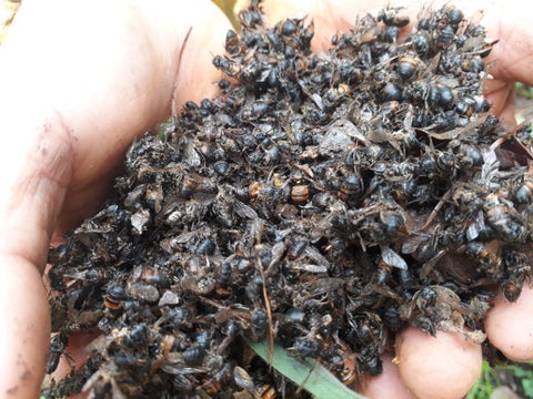 Abejas muertas en el Huila