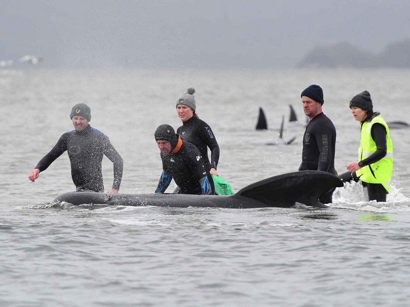 Ballenas atrapadas