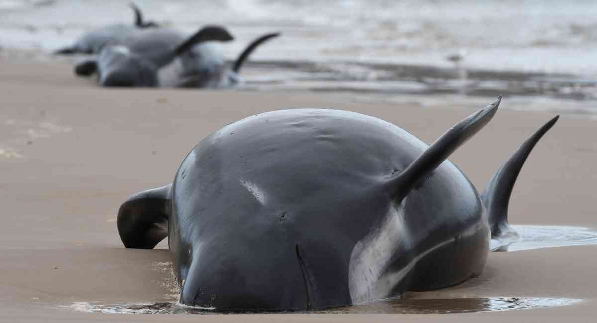 Ballenas varadas en Australia.