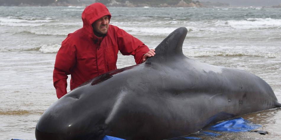 Ballenas varadas en Australia.