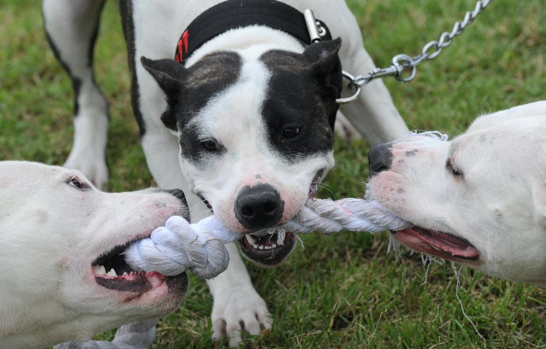 Perros pitbull.