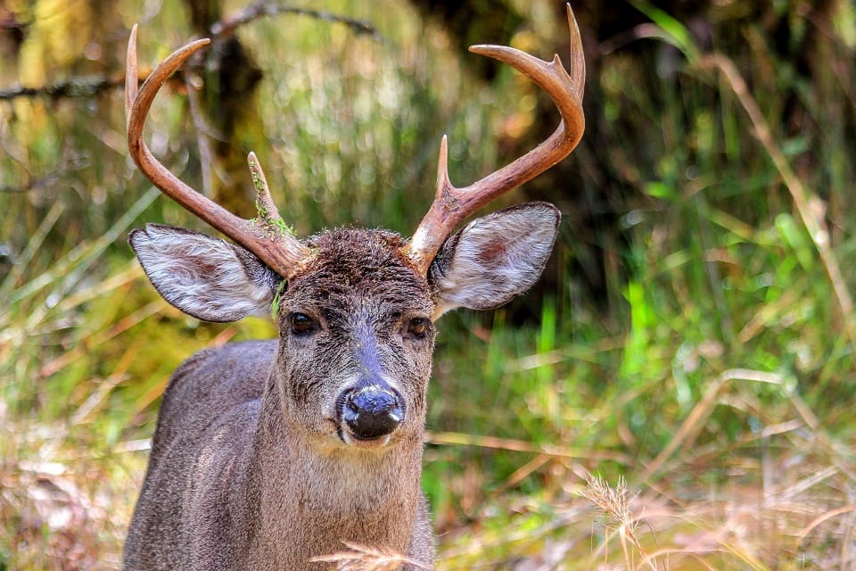 Venado