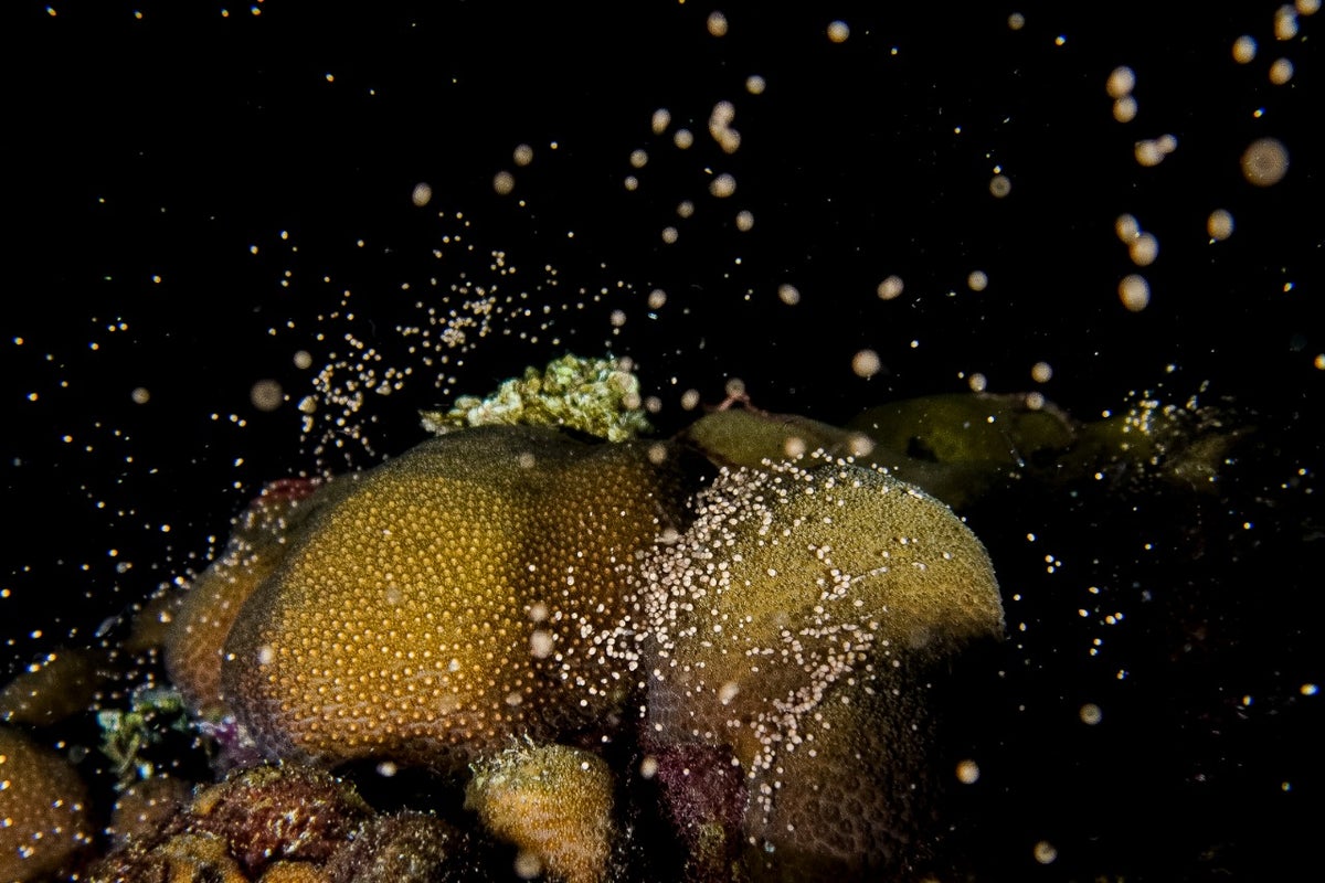 Desove de colonias de corales en el Caribe colombiano.