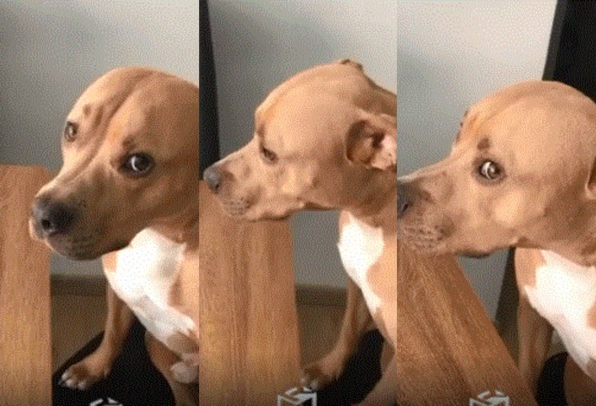 El regaño a ‘Magnus Antonio’, el perrito desobediente, que se hizo viral