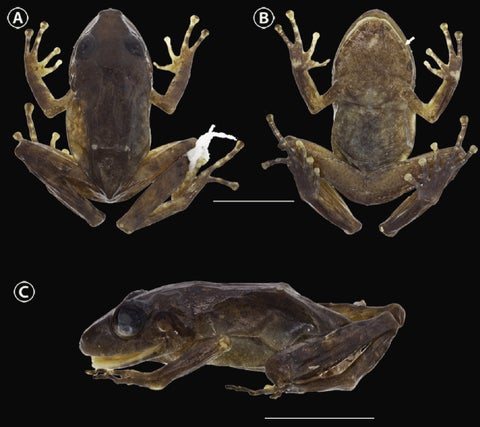 Nueva especie de rana, Pristimantis chamezensis.