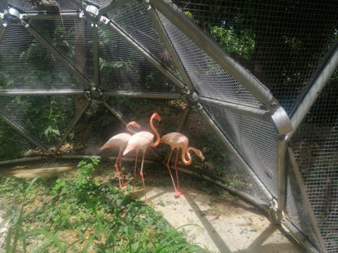 Flamencos usados como mascotas en Fusagasugá, Cundinamarca.
