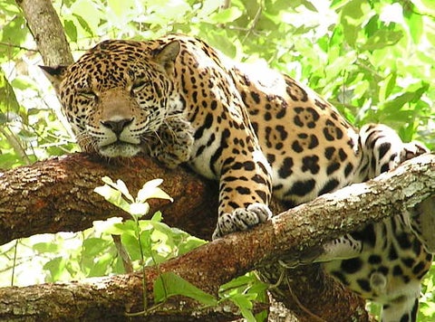 Jaguar, especie en peligro de extinción.