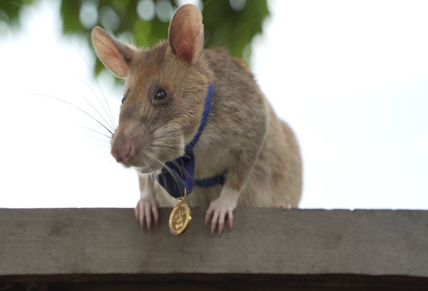 La rata Magawa recibió medalla de oro por detectar minas
