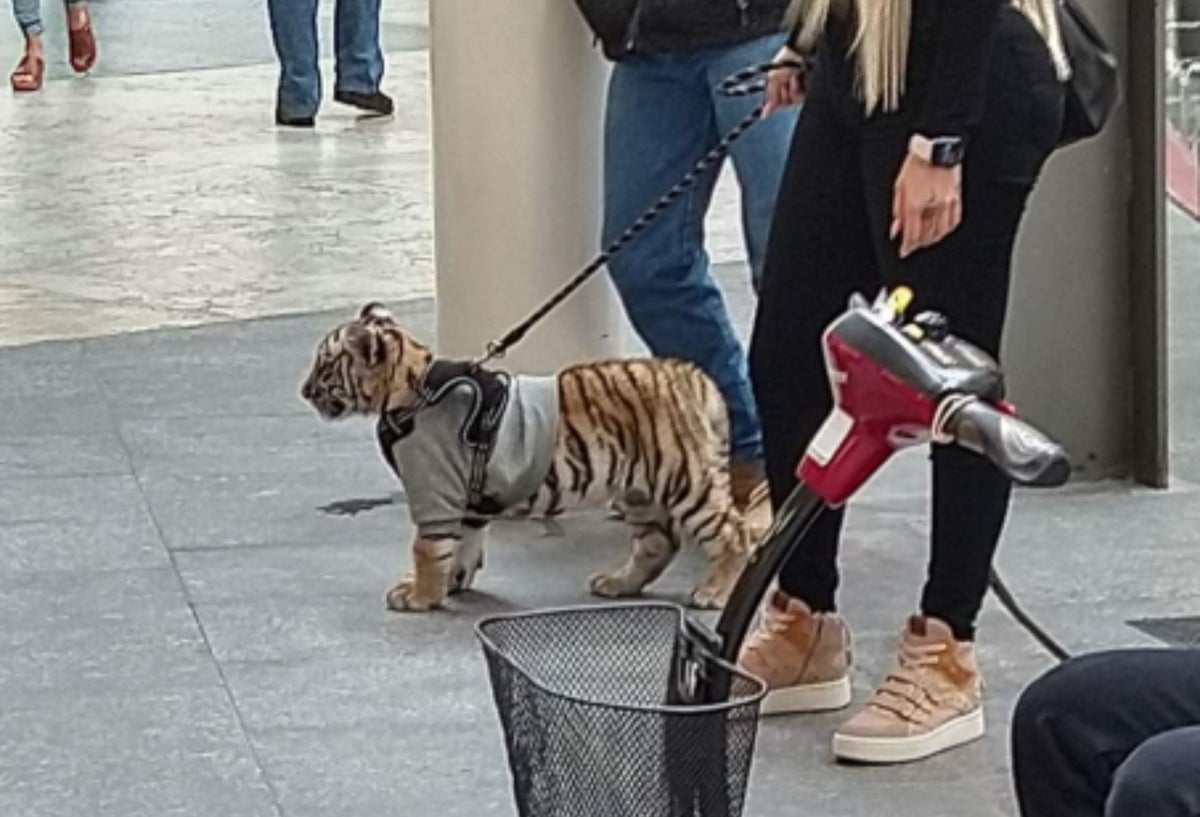 Mujer es criticada por pasear en un centro comercial con su cachorro de tigre