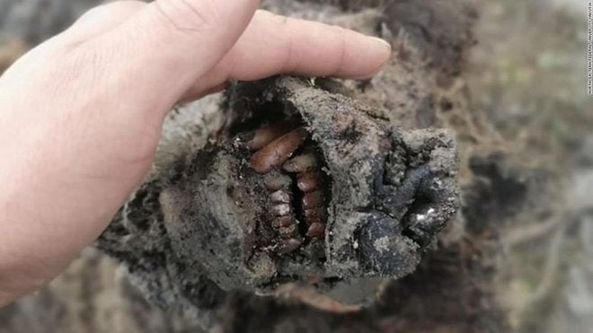 Oso de las cavernas