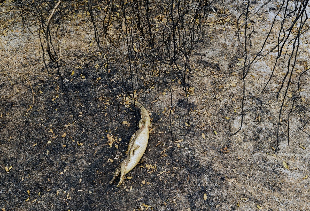 Pantanal Brasileño