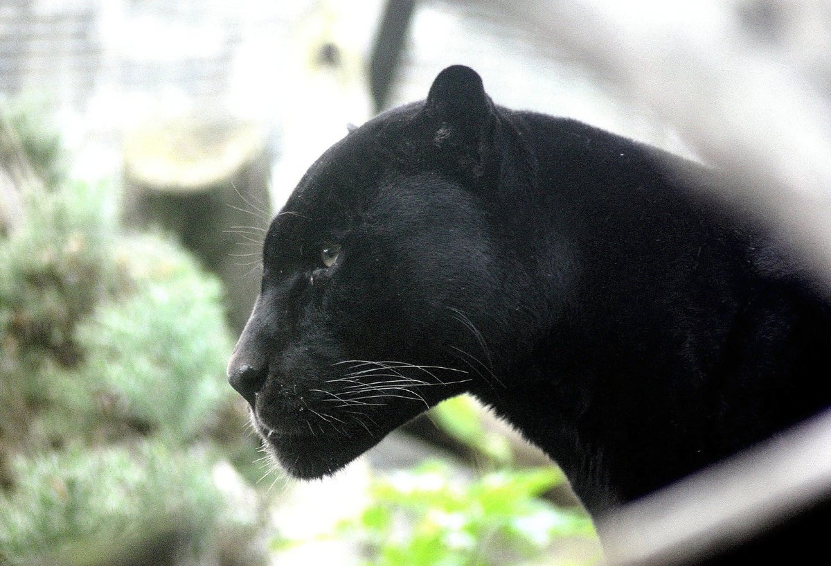 Pantera negra