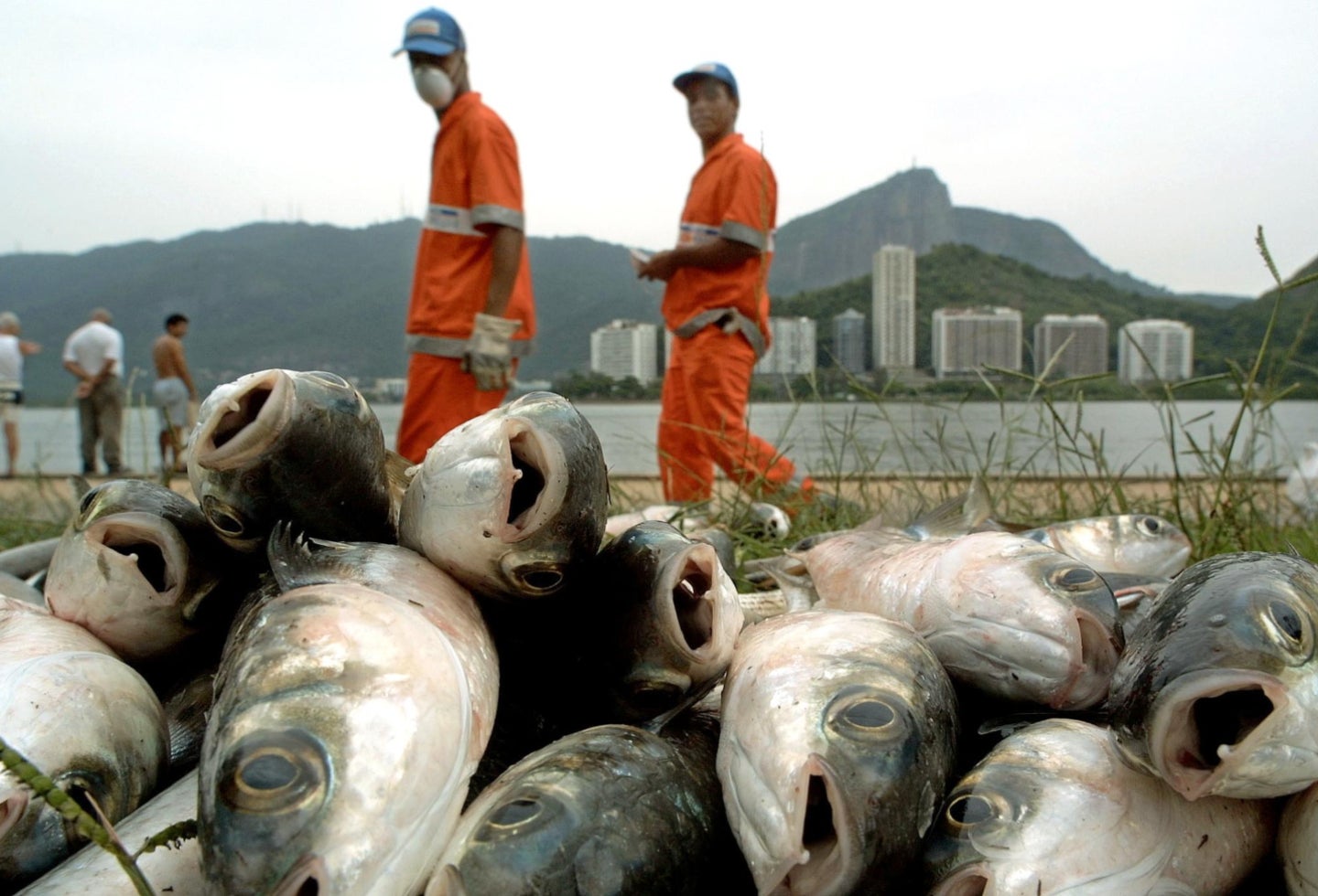 Supuesta lluvia de peces en Latinoamérica ¿verdad o mentira?