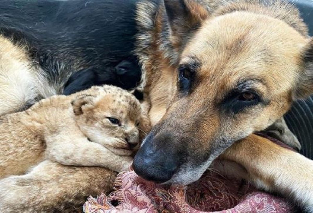 Perrita adoptó a dos cachorros de león que abandonó su madre
