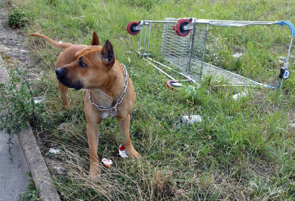 Pitbull ataca a niño