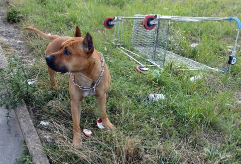 Pitbull ataca a niño