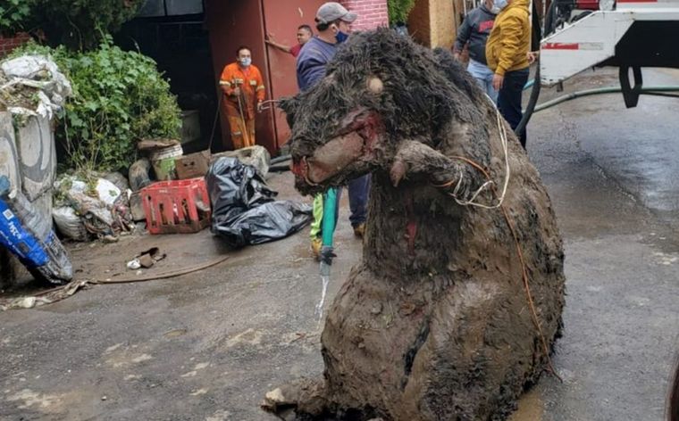 Rata gigante en México