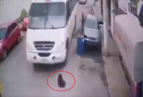 Sin razón, chofer le pasó su bus por encima a un perro y lo mató en México