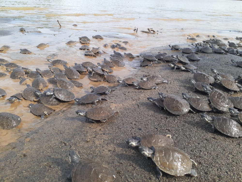 Tortugas liberadas en el río Sinú.