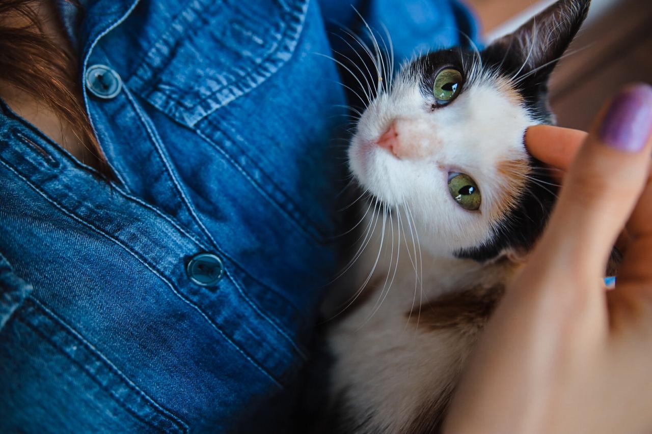 Gato